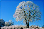 autour de mon arbre, balade sur le mont, orgelet, jura