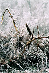 Balade sur le mont, orgelet, jura