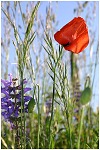 Mariage, coquelicots