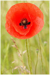 Fragile, coquelicots