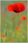 tout simplement, coquelicots