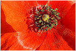 A coeur, coquelicots