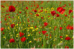 Nombreux, coquelicots