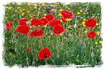 gentils coquelicots